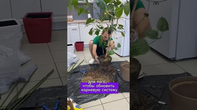 Пересадка Гибискуса.