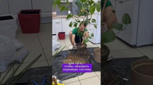 Пересадка Гибискуса.