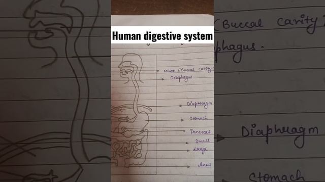 DIGESTIVE SYSTEM class 10 biology ch 1 life processes #boards смотреть онлайн