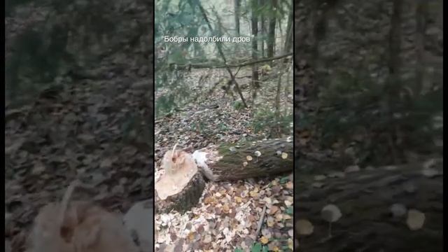 Бобры, хернули пол леса