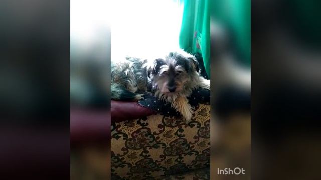 Лина ищет дом приют 