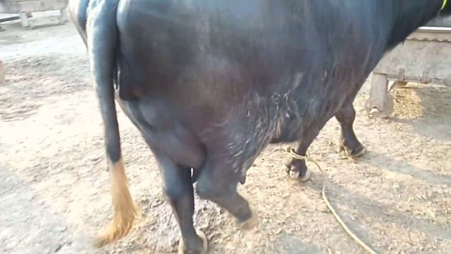 2 soway | Beautiful Buffalo | Price 3,10000 Rupees | Ph No : 03037742643 | 82 Animal TV | Ali Anwar смотреть онлайн