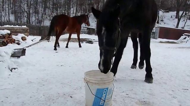 Тмин и Брюль пьют (продолжение).MOV смотреть онлайн