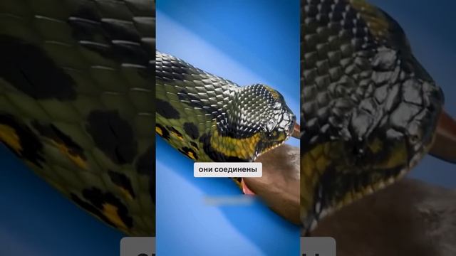Как работает желудок змеи😨😱 #рекомендации #факты смотреть онлайн