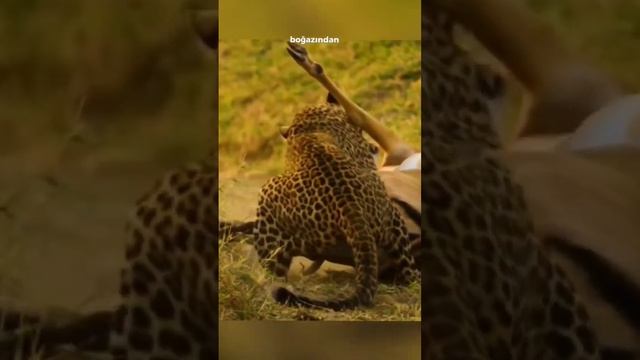 Dünyanın En şanslı Impalası