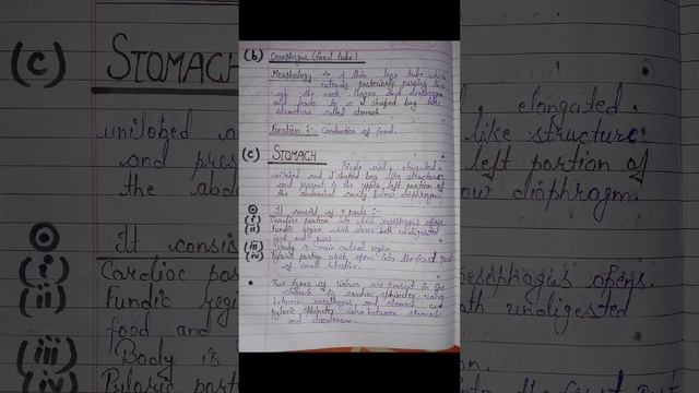 human digestive system 👈 handwritten notes #bionotes #students #study смотреть онлайн