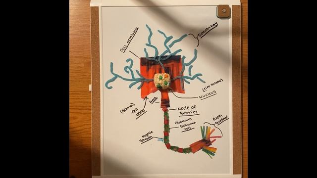 The Structure of a Neuron смотреть онлайн