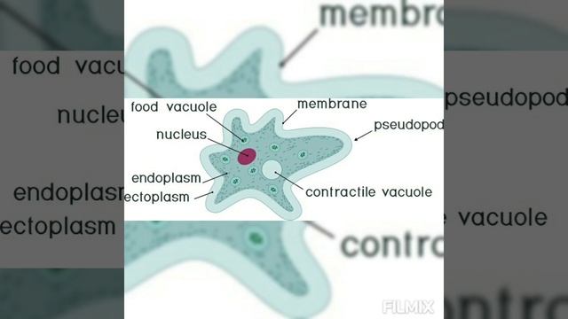 Amoeba proteus = STRUCTURE = 5. Endoplasmic Organelles = 2. CONTRACTILE VACUOLE смотреть онлайн