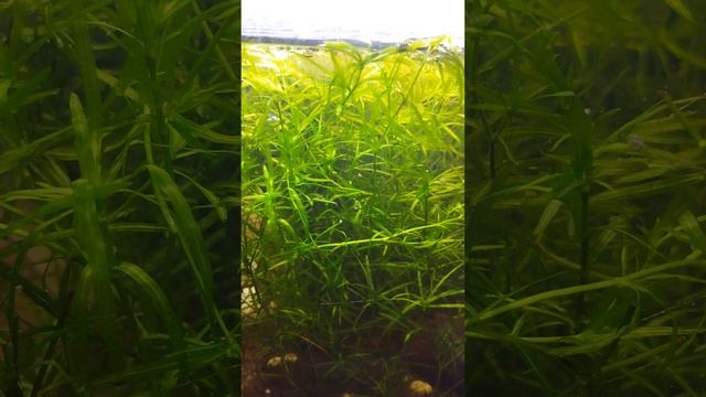 Copepods In My Aquarium смотреть онлайн