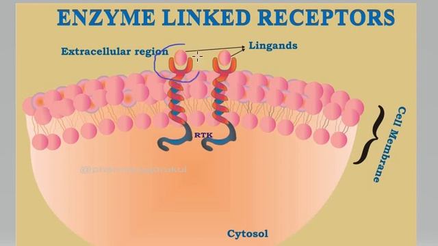 Enzyme Linked Receptors | Transmembrane Enzyme Linked Receptors смотреть онлайн