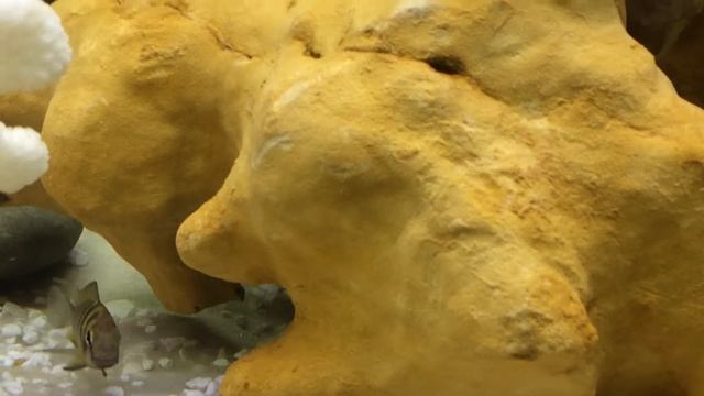 Трофеус блю раинбоу смотреть онлайн