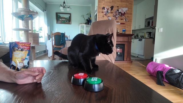 Тренирум выполнять команды. #blackcatmajk смотреть онлайн