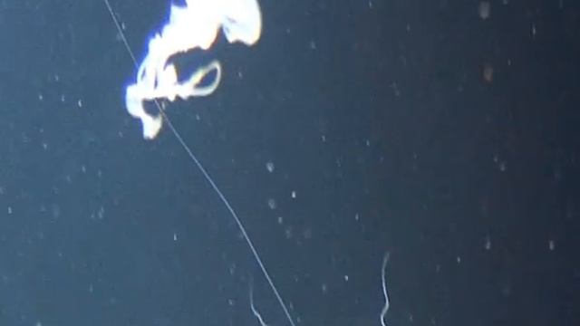 Аквариум 9 смотреть онлайн
