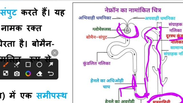 नेफ्रॉन का सचित्र वर्णन || Nephron Ka Sachitra Varnan Karen || Nephron Full Explain In Hindi