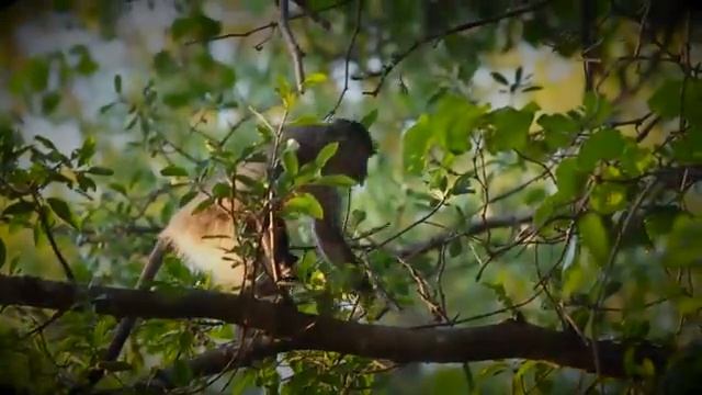 Samango monkeys смотреть онлайн