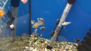 Аквариумные рыбки  Пецилия Баллон