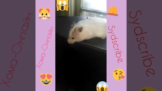 Хомяк Сошёл с Ума!😱Бешаный хомяк?😖