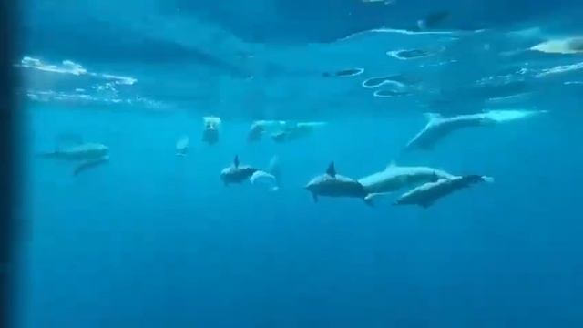 #welcometobali #travel #goestobali #baliadventure #vacation