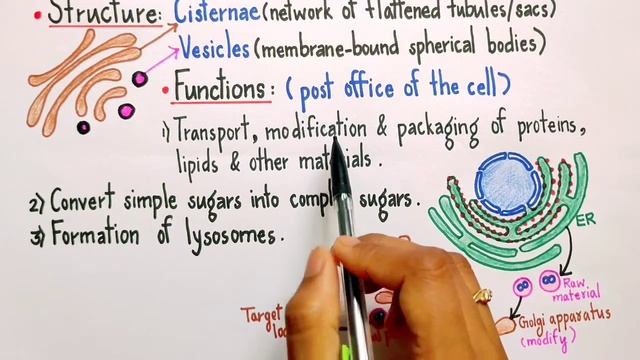 Function of Golgi Apparatus Class 9|Biology|CBSE смотреть онлайн
