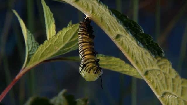The Life Cycle of a Butterfly - Science for Kids смотреть онлайн