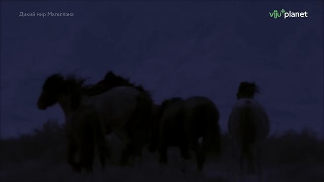 Дикий мир Магеллана смотреть онлайн