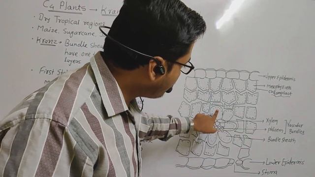 EP -10||KRANZ ANATOMY || C4 Plants|| Features of Bundle Sheath cells|| Lecture by Agnihotri Sir. смотреть онлайн