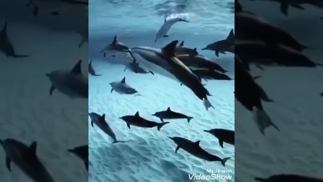 #WHALES FAMILY #jhingskusine #short #viral #asmr