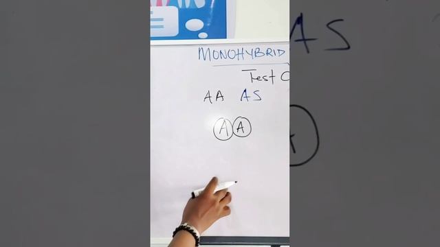MONOHYBRID INHERITANCE