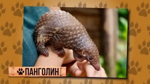 Комодский Варан Намного Более Жуткий Чем Вы Думали