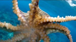 ОСЬМИНОГИ - Непревзойдённые маскировщики