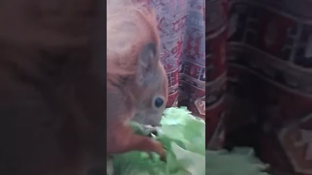 Белка ест салат смотреть онлайн