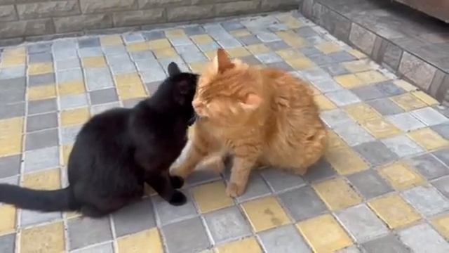 Шалене кохання смотреть онлайн