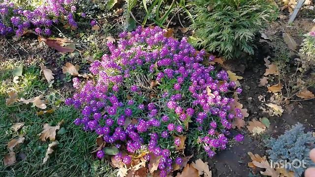 Ода  вегетативному алиссуму❇️❇️❇️