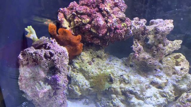 My new Frogfish! Anglerfish care guide & unboxing! смотреть онлайн