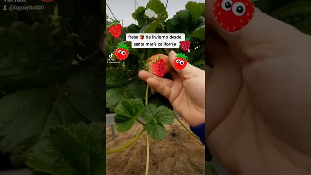 fresa de invierno 🍓 🍓🍓🍓😍 смотреть онлайн