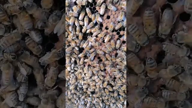 Бакфаст из Германии 2020.Экстерьер пчёл.