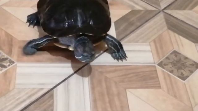 Мия на суше смотреть онлайн