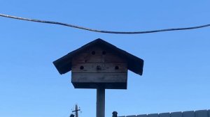 Домик для воробьёв, размеры и особенности расположения #своимируками #сделайсам #птицы