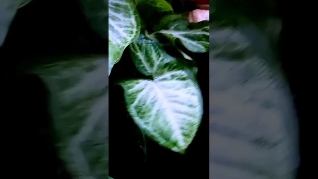 Media Pot lembab/memicu pertumbuhan tunas cabang umbi sente@Bang Gus смотреть онлайн