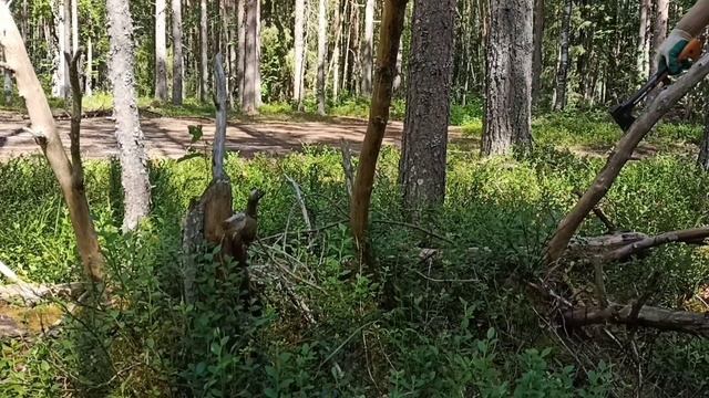 Топор Fiskars против Пилы в Сердце Дикой Природы