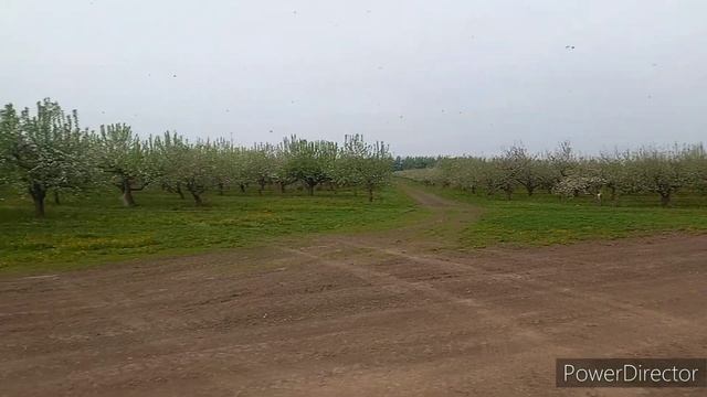ПЧЕЛЫ ОПЫЛЕНИЕ САДОВ #бакфаст #карника #мед #пчелы #пыльца смотреть онлайн