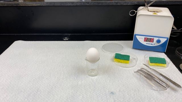 Primary Culture of Chicken Embryos - Step 1: Preparation смотреть онлайн