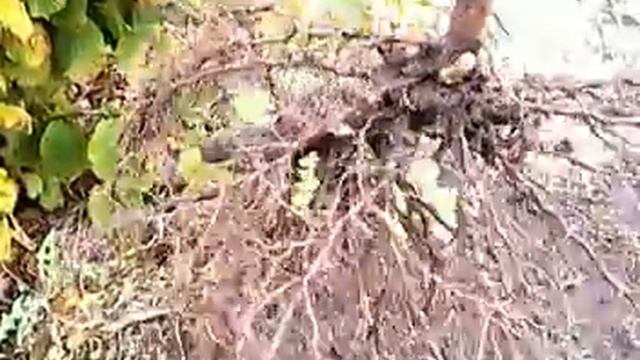Фундук, саженцы и барыги 27.10.17 смотреть онлайн