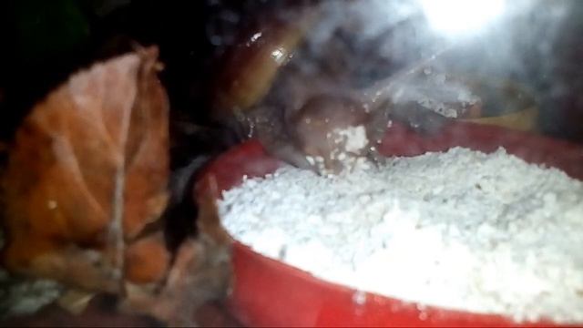 Улитка Ахатина Фулика Кушает