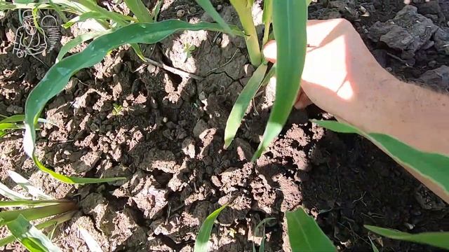 🌽 Вся правда о кукурузе 🌱 Удаляем пасынки на кукурузе и прореживаем всходы смотреть онлайн