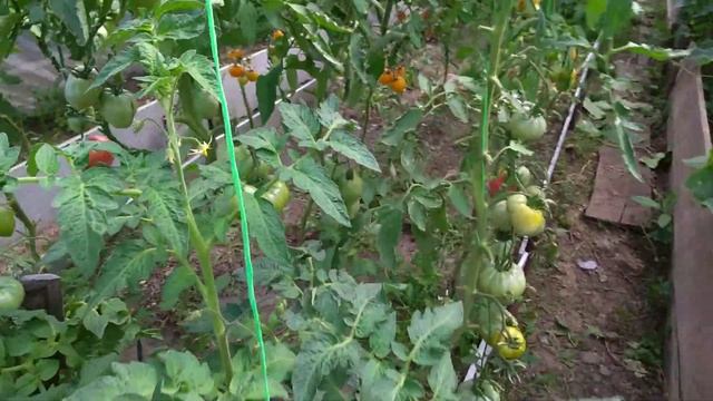 18 июля в тепличке смотреть онлайн