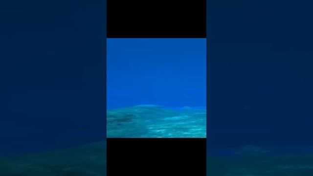 #кормление_рыб_в_аквариуме #подводная_сказка #океанариум_Владивосток #путешествия # отдых # отпуск смотреть онлайн