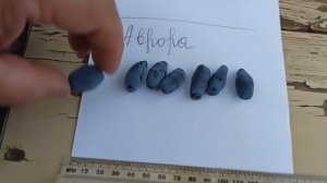 Обзор жимолости Канадской селекции.