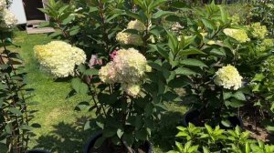 Гортензия ПЕТИТ ФЛОРИ (Petite Flori) Реальное описание сорта