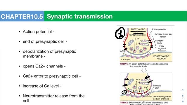 Synaptic transmission смотреть онлайн
